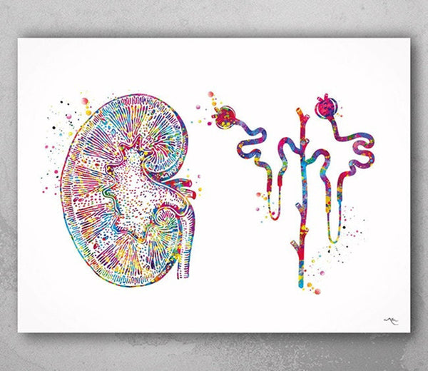 Kidney and Glomerulus Watercolor Print Urinary Tract Medical Art Decor Medical Office Clinic Kidney Anatomy Nephrology Office Wall Art-2307