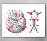 Circle Of Willis Watercolor Print Arteries Brain Medical Art Neurologist Office Wall Art Neurology Cerebral Neuroscience Wall Hanging-362