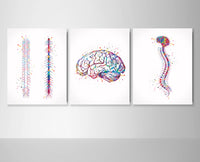 Neurosurgeon Watercolor Print Set Brain with Spinal Cord Brain Anatomy Medical Art Medicine Spine Art Wall Hanging Doctor Clinic Decor-993