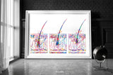 Hair Growth Phase Watercolor Print Skin Histology Human Hair Dermatology Art Medical Art Dermatologist Gift Clinic Decor Hair Cell Art-1891
