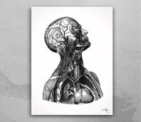 Human Anatomy Watercolor Print Torso Anatomical Decor Medical Art Human Anatomy Art Print Clinic Office Decor Doctor Print Wall Hanging-1728