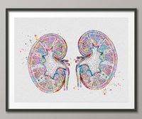 Kidneys Watercolor Print Human Organs Gastrointestinal Nephrology Clinic Decor Art Graduaiton Gift Medical Art Doctor Art Gift-1032 - CocoMilla