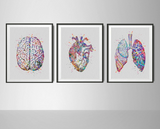 Human Brain Heart Lungs Set of 3 Watercolor Prints School Nurse Office Decor Anatomy Art Science Medical Art Graduation Student Art Gift-23 - CocoMilla