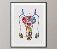 Back to listings Reproductive System Male Anatomy Watercolor Print Human Organs Urology Penis Fertility Clinic Decor Urology Medical Art Nurse Doctor Art-558 - CocoMilla