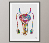 Back to listings Reproductive System Male Anatomy Watercolor Print Human Organs Urology Penis Fertility Clinic Decor Urology Medical Art Nurse Doctor Art-558 - CocoMilla