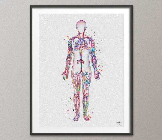 Blood Vessels Watercolor Print Circulatory System Human Veins Human Anatomy Medicine Art Cardiovascular Clinic Wall Art Medical Art-653 - CocoMilla