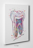 Tooth cross section Watercolor Print Molar Tooth Anatomical Art Dental Clinic Decor Dentistry Student Science Dentist Office Gift Poster-729 - CocoMilla