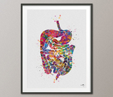 Digestive System Watercolor Print Human Organs Gastrointestinal Tract Clinic Decor Art Student Graduaiton Gift Medical Doctor Art Gift-1048 - CocoMilla