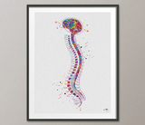 Brain with Spinal Cord Watercolor Print Anatomy Art Medical Art Medicine Skull Art Neurosurgeon Art Wall Hanging Doctor Clinic Decor-990 - CocoMilla