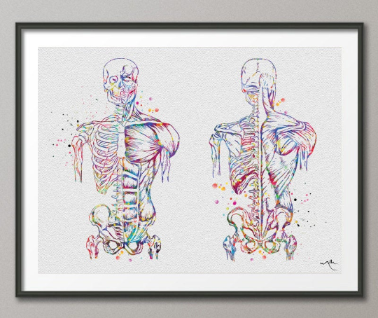 Muscular Art Watercolor Print Human Body Anatomy Art Medical Art Medicine Body System Wall Hanging Graduation Gift Clinic Decor Gift-363 - CocoMilla