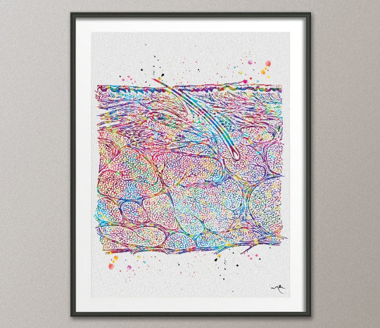 Cross Section of the Skin Watercolor Print Epidermis Histology Dermatology Art Skin Cell Medical Art Dermatologist Gift Clinic Decor-1159 - CocoMilla
