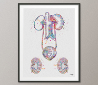 Urinary Tract Watercolor Print Medical Art Print Medical Bladder Anatomy Art Clinic Office Art Home Kidney Anatomy Nephrology Wall Art-716 - CocoMilla