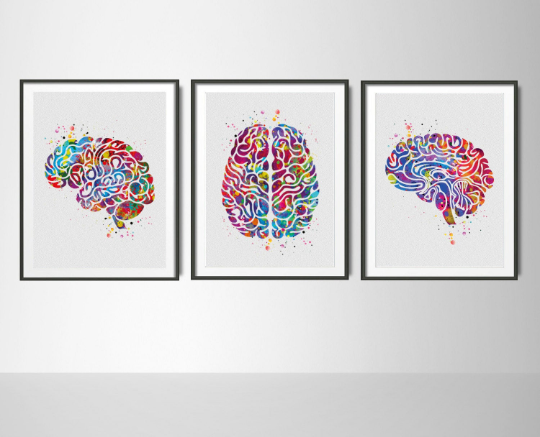 Atlas of the Brain Watercolor Print Set Human Brain Anatomy Medical Art Neurology Doctor Psychology Neuroscience Clinic Office Wall Decor-61 - CocoMilla