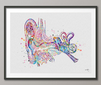 Ear Anatomy Watercolor Print Audiologist Gift Audiology Poster Science Art Ear Diagram Ear Poster Anatomical Office Decor Medical Art-1138 - CocoMilla