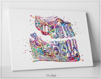 Teeth Anatomy Watercolor Print Tooth Anatomical Art Dental Clinic Decor Art Dentistry Student Dentistry Office Graduaiton Dentist Gift-244 - CocoMilla