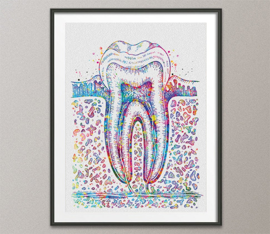 Molar Tooth Cross Section Watercolor Print Teeth Medical Art Surgeon Dental Clinic Office Decor Gift Dentist Dentistry Canvas Wall Art-730 - CocoMilla