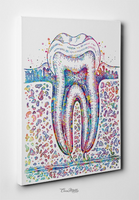 Molar Tooth Cross Section Watercolor Print Teeth Medical Art Surgeon Dental Clinic Office Decor Gift Dentist Dentistry Canvas Wall Art-730 - CocoMilla