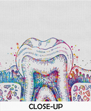 Molar Tooth Cross Section Watercolor Print Teeth Medical Art Surgeon Dental Clinic Office Decor Gift Dentist Dentistry Canvas Wall Art-730 - CocoMilla