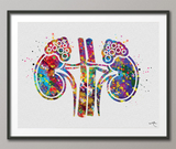 Adrenal Gland Art Watercolor Print Kidney Anatomy Medical Art Science Office Wall Art Endocrinology Art Endocrinologist Doctor Clinic-1325 - CocoMilla