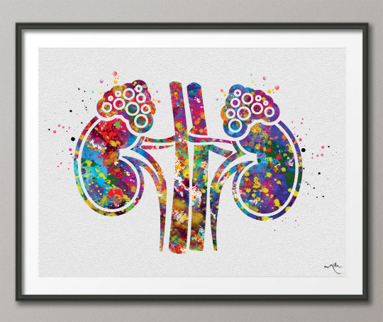 Adrenal Gland Art Watercolor Print Kidney Anatomy Medical Art Science Office Wall Art Endocrinology Art Endocrinologist Doctor Clinic-1325 - CocoMilla