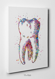 Human Tooth Watercolor Print Tooth Anatomical Art Dental Clinic Decor Art Dentistry Office Science Graduaiton Dentist Gift Doctor Art-305 - CocoMilla