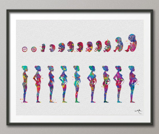 Baby's Development Watercolor Print Embryo Development Fetus Medical Art Nursing Gift Fetal Development Gynecology Pregnancy Stages-1102 - CocoMilla