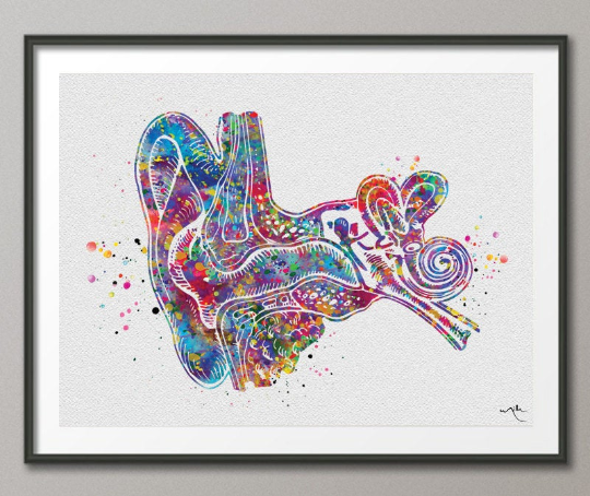 Ear Anatomy Watercolor Print Audiologist Gift Audiology Poster Science Art Ear Diagram Anatomical Clinic Decor Medical Art Ear Poster-1064 - CocoMilla