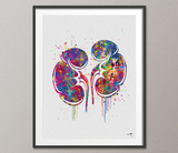 Kidneys Anatomy Watercolor Print Human Organs Gastrointestinal Nephrology Clinic Decor Art Graduaiton Gift Medical Art Doctor Art Gift-1151 - CocoMilla