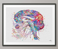 Brain Cranial Nerves Watercolor Print Medical Art Cabinet Neurologist Office Wall Art Neurology Human Brain Neuroscience Wall Hanging-173 - CocoMilla