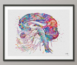 Brain Cranial Nerves Watercolor Print Medical Art Cabinet Neurologist Office Wall Art Neurology Human Brain Neuroscience Wall Hanging-173 - CocoMilla