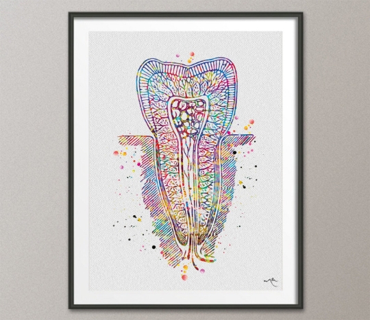 Structure of the Tooth Watercolor Print Medical Art Surgeon Dental Clinic Decor Gift Dentist Clinic Dentistry Office Dental Hygienist-1271 - CocoMilla