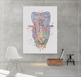 Structure of the Tooth Watercolor Print Medical Art Surgeon Dental Clinic Decor Gift Dentist Clinic Dentistry Office Dental Hygienist-1271 - CocoMilla