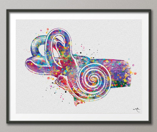 Ear Anatomy Watercolor Print Middle Ear Art Audiologist Gift Audiology Art Science Art Ear Diagram Clinic Decor Vestibule Medical Art-248 - CocoMilla