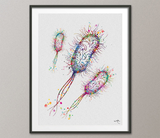 Microbiology Set of 3 Watercolor Print Microbiologist Bacteriophage Virus Microscope Student Student Graduation Laboratory Back to School-78 - CocoMilla