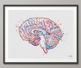Brain Cross Section Anatomy Watercolor Print Medical Art Science Art Anatomy Neurology Human Brain Nurse Science Poster Psychological-1137 - CocoMilla