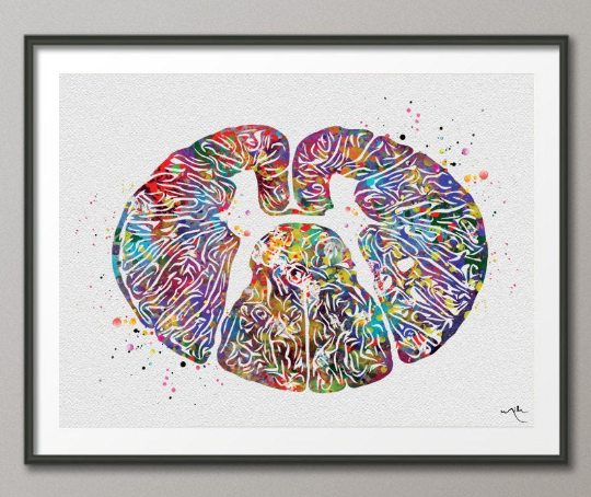 Thoracic Dorsal Spinal Cord Watercolor Print Medical Art Neurology Neurosurgeon Art Neurologist Wall Hanging Doctor Clinic Office Decor-1232 - CocoMilla