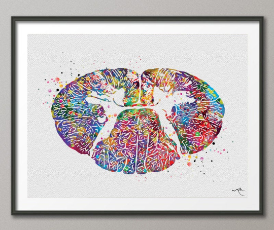 Cervical Spinal Cord Watercolor Print Anatomy Art Medical Art Neurology Neurosurgeon Art Neurologist Wall Hanging Doctor Clinic Decor-1231 - CocoMilla