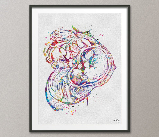 Pregnancy Art Watercolor Print Womb Pregnancy Anatomy Clinic Doctor Gift Gynecolog Obstetrician Nursing Midwife Baby Fetus Medical Art-1187 - CocoMilla