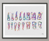 Teeth Diagram Watercolor Print Tooth Anatomical Art Tooth Chart Dental Clinic Decor Dentistry Medical Art Dentist Office Doctor Art-160 - CocoMilla