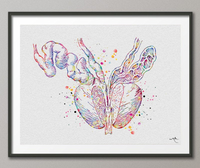 Prostate Anatomy Watercolor Print Human Organs Male Reproductive Anatomy Bladder Penis Clinic Decor Urology Medical Art Office Decor-1212 - CocoMilla