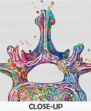 Lumbar Vertebra Superior View Watercolor Print Anatomy Medical Art Vertebral Bones Vertebral Column Spinal Cord L4 L5 Orthopedic Art-1481 - CocoMilla