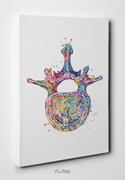 Lumbar Vertebra Superior View Watercolor Print Anatomy Medical Art Vertebral Bones Vertebral Column Spinal Cord L4 L5 Orthopedic Art-1481 - CocoMilla