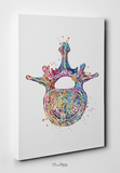 Lumbar Vertebra Superior View Watercolor Print Anatomy Medical Art Vertebral Bones Vertebral Column Spinal Cord L4 L5 Orthopedic Art-1481 - CocoMilla