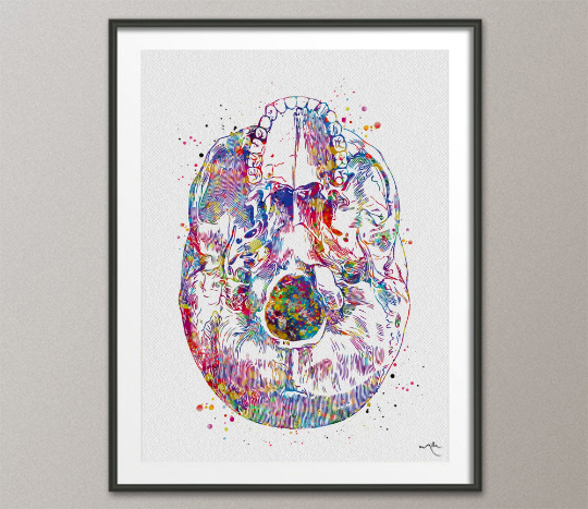 Bottom view Skull Anatomy Watercolor Print Medical Art Science Art Anatomy with Neurology Human Skull Dental Tooth Art Skeleton Gift-1365 - CocoMilla