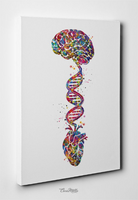 Brain Heart DNA Watercolor Print Science Wall Art Medical Art Wall Art Anatomy Clinic Decor Heart and Brain Office Decor Wall Hanging-444 - CocoMilla