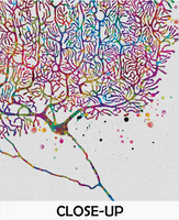 Purkinje Cell Purkinje Neuron Watercolor Print Art Science Art Neurology Medical Art Brain Neuroscience Neurologist Clinic Office Decor-170 - CocoMilla