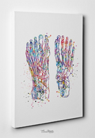 Foot Anatomy Watercolor Print Skeletal Feet Muscles Medical Art Science Orthopedic Office Clinic Art Poster Podiatry Gift Clinic Decor-717 - CocoMilla