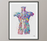 Muscles of Back Watercolor Print Human Anatomy Medical Art Science Art Orthopedic Surgery Skeleton Print Chiropractor Clinic Office Art-1343 - CocoMilla