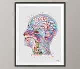 Head Anatomy Watercolor Print Human Head Neurology Clinic Decor Anatomy Poster Art Graduaiton Gift Medical Art Science Art Brain Poster-1029 - CocoMilla