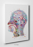 Head Anatomy Watercolor Print Human Head Neurology Clinic Decor Anatomy Poster Art Graduaiton Gift Medical Art Science Art Brain Poster-1029 - CocoMilla
